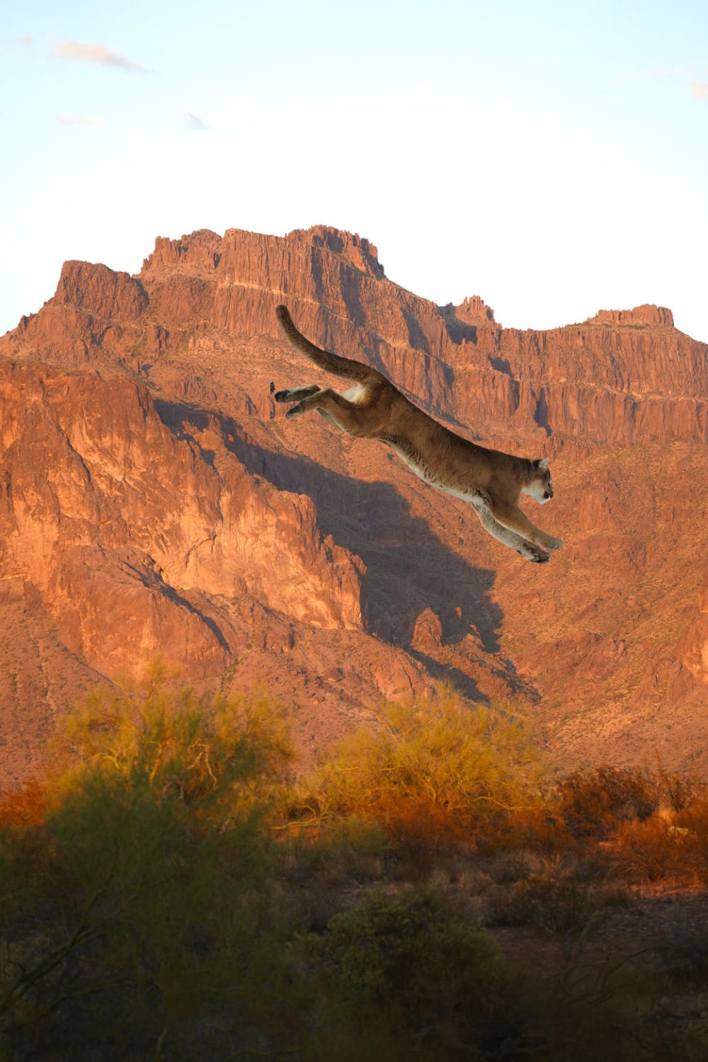 photo of a cougar overlayed on top of a cougar shadow on te superstition mountains