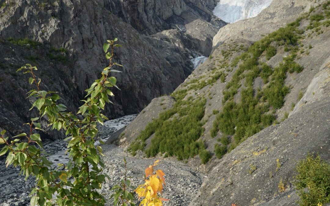 Exit Glacier Hike in Kenai Fjords National Park: A Complete Guide