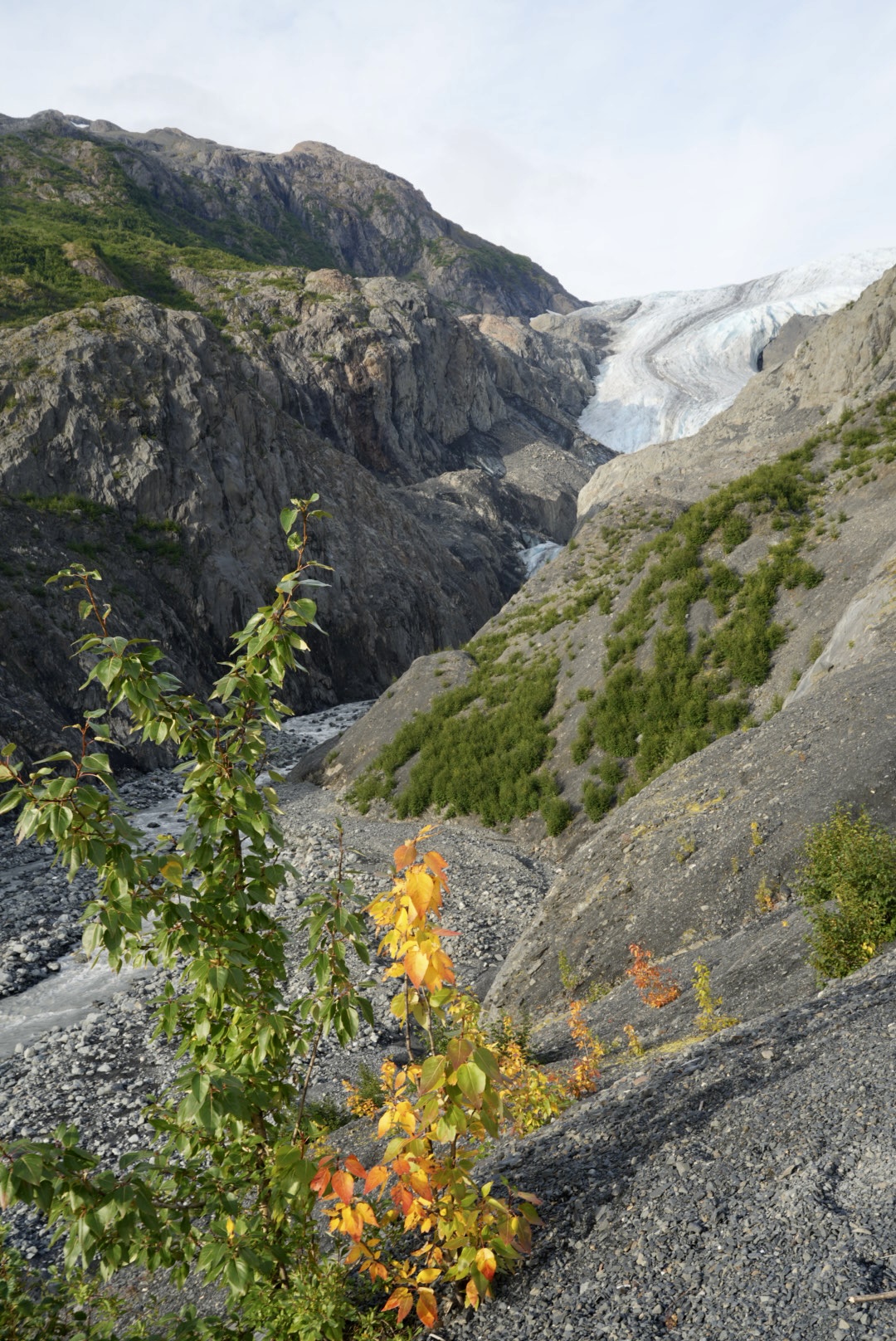 A glacier descends through a rocky mountainous landscape with a small tree displaying both green and orange-yellow leaves in the foreground.