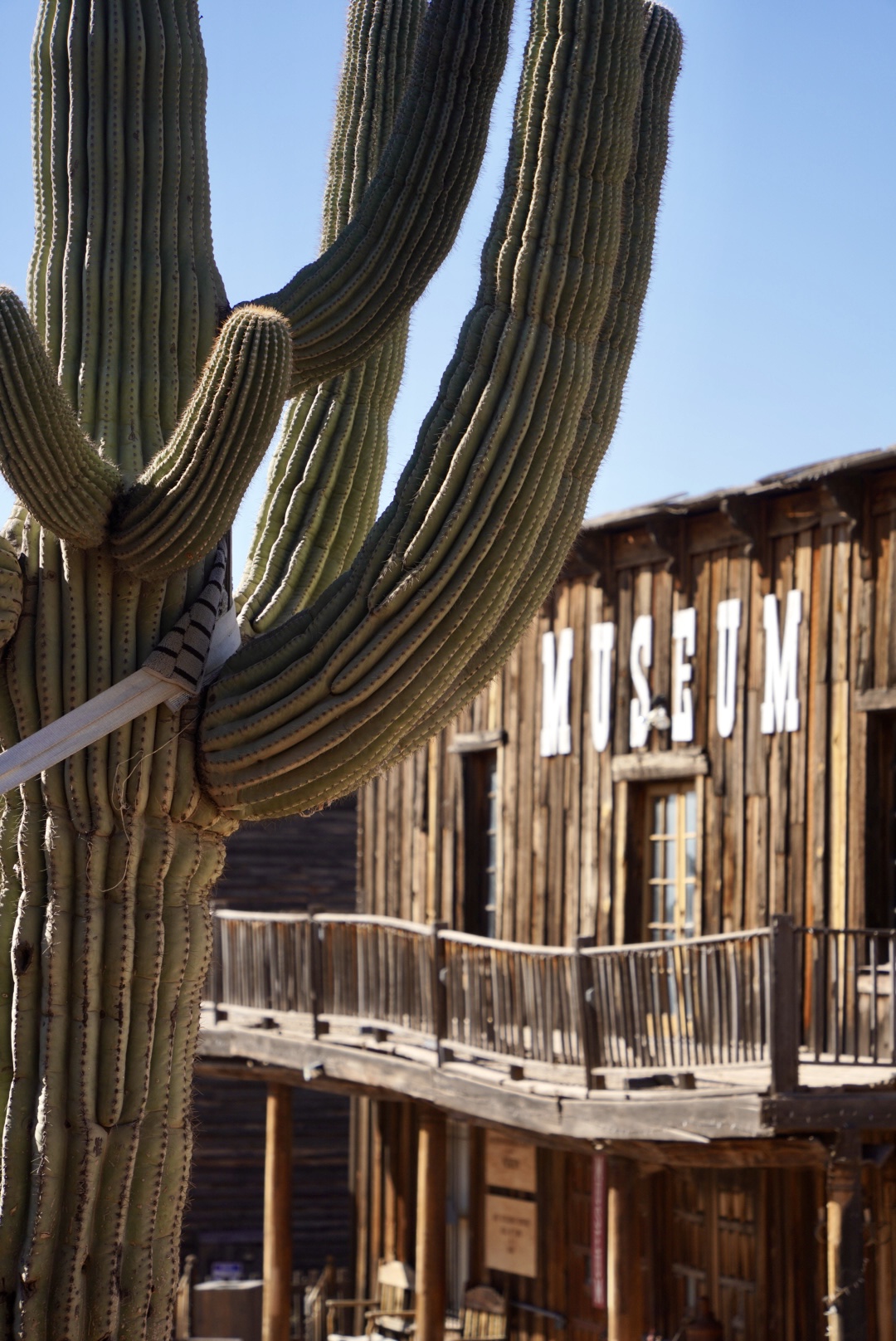 cactus in front of an old western building that says museum