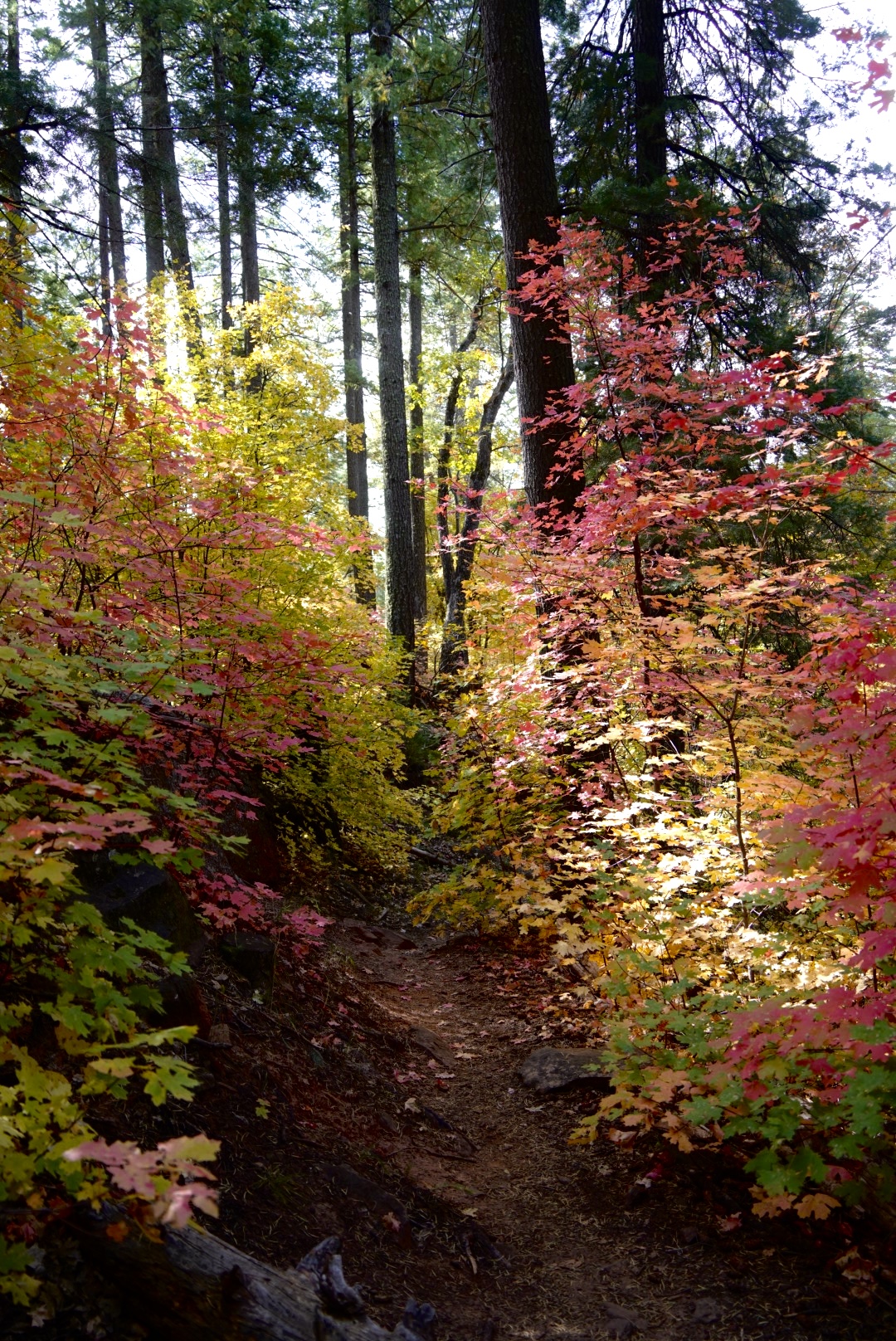 photos of fall colors on a hike in arizona