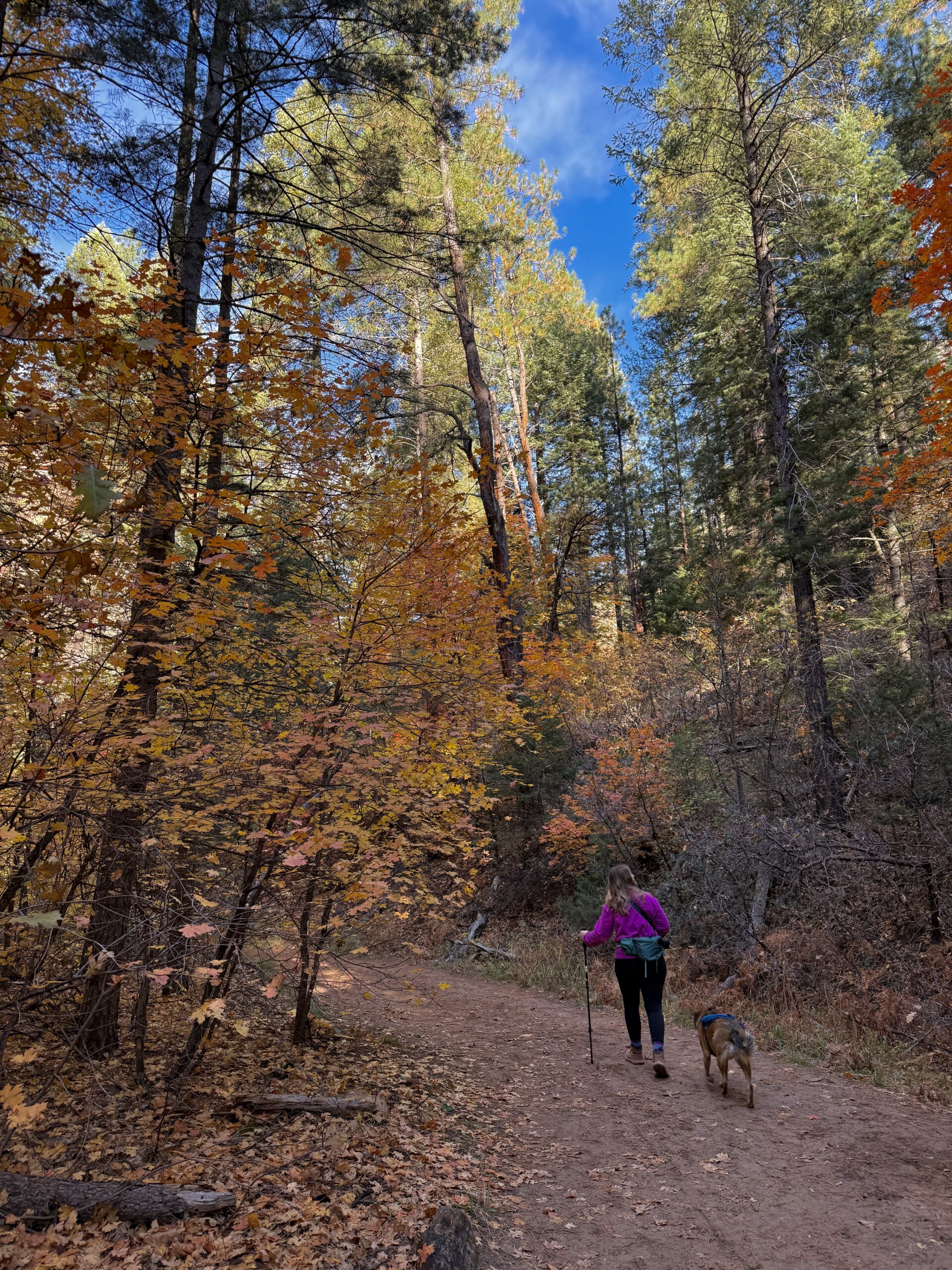 A woman in a pink jacket and black pants hikes with a dog on a forest trail covered in fallen leaves. Tall trees with autumn foliage surround them under a bright blue sky.