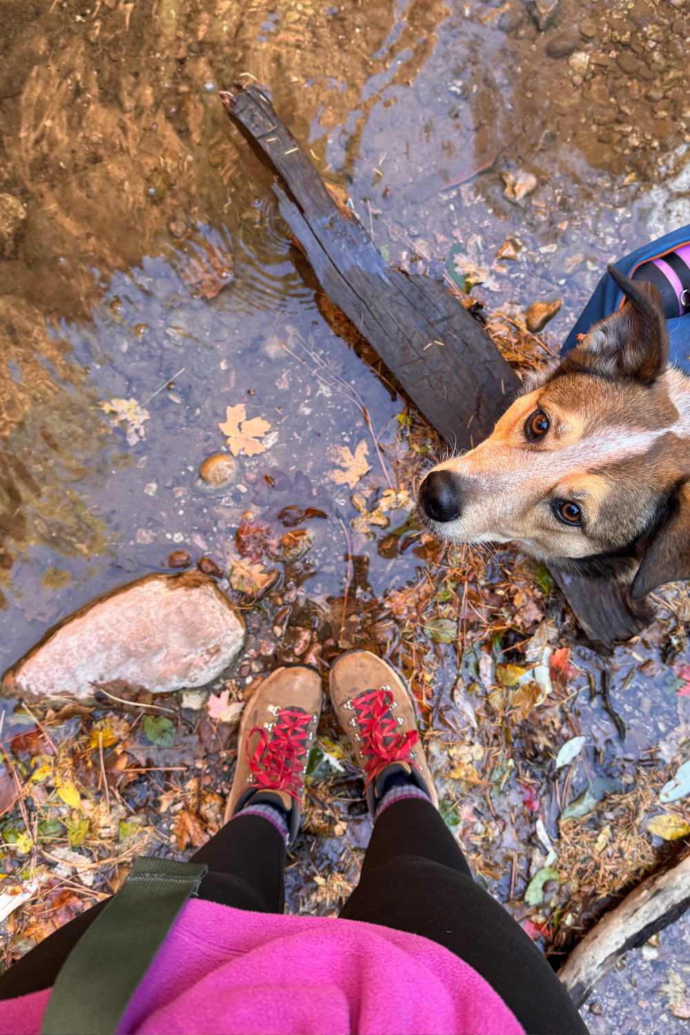 Overhead view of a person in hiking boots with red laces beside a dog on a leaf-strewn forest path. The dog looks up, conveying curiosity and companionship.