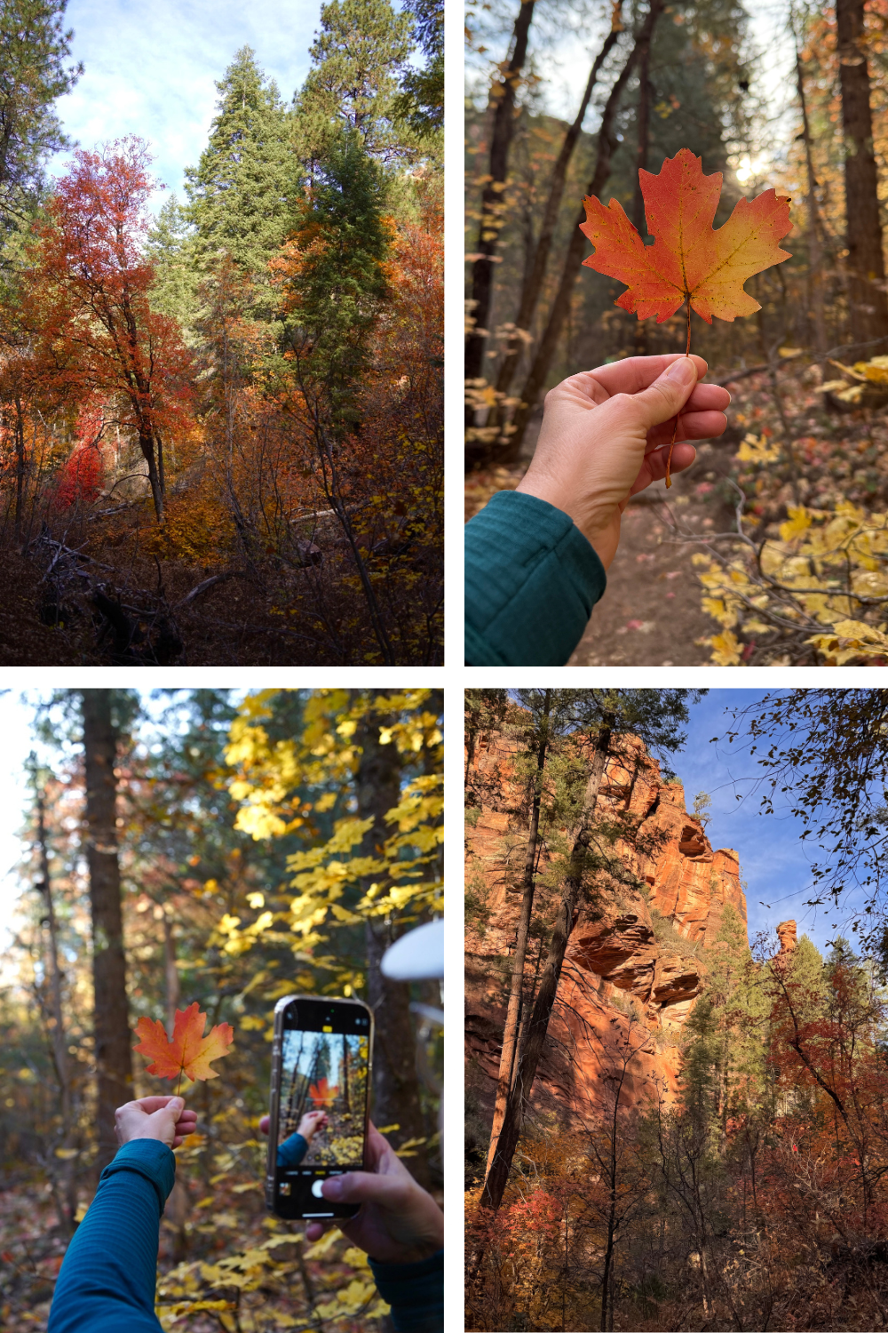 Four images of a forest display vibrant autumn leaves. A person holds a red leaf in two pictures, capturing fall's beauty and rugged pine landscapes.