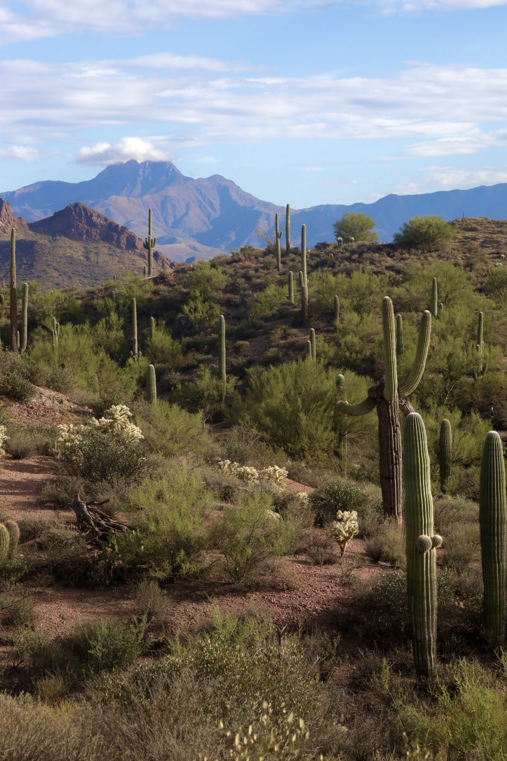 view of four peaks from saguaro lake area
