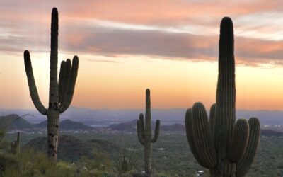 Things To Do in Scottsdale Arizona (From a Local!)