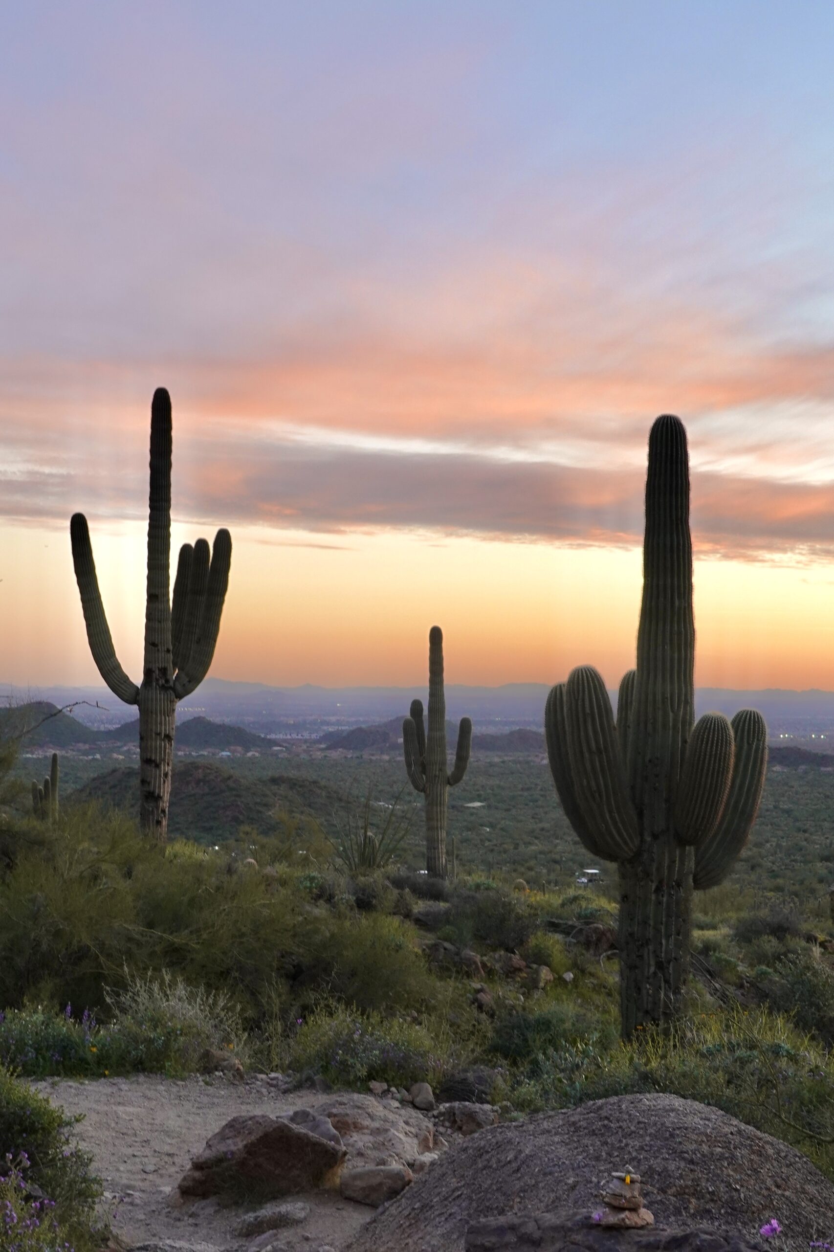 three cactus at sunset