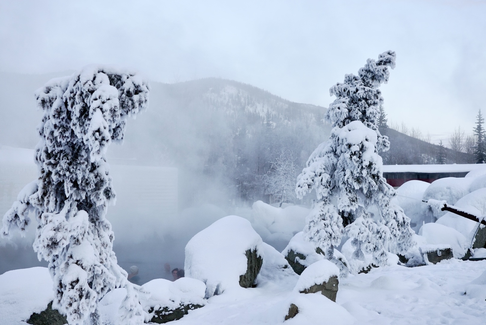 Snow-covered evergreen trees and boulders in a foggy, mountainous winter scene.