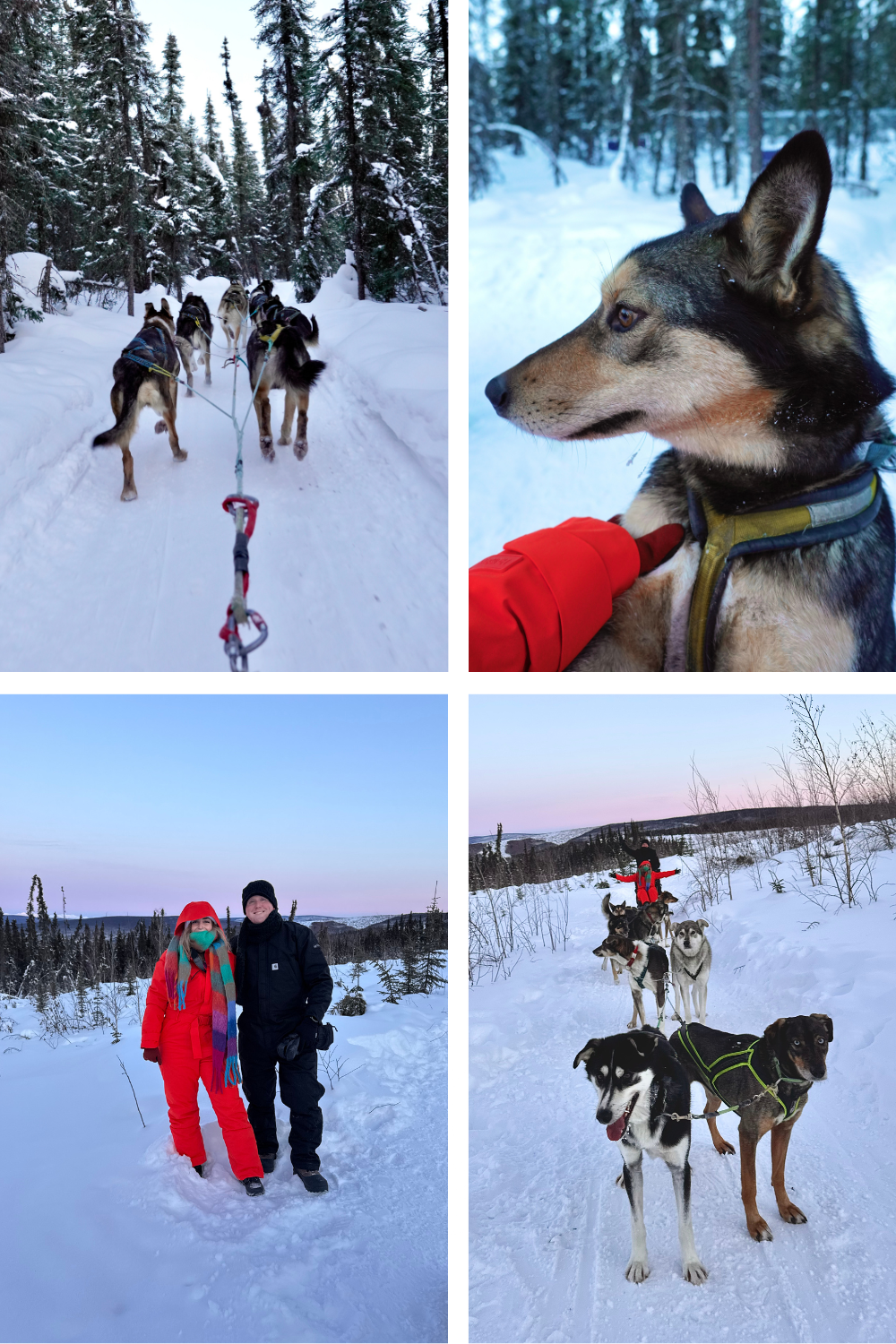 Collage of four photos showing a sled dog team racing through snow, a close-up of a sled dog, two people in winter gear, and a sled dog team under a twilight sky.