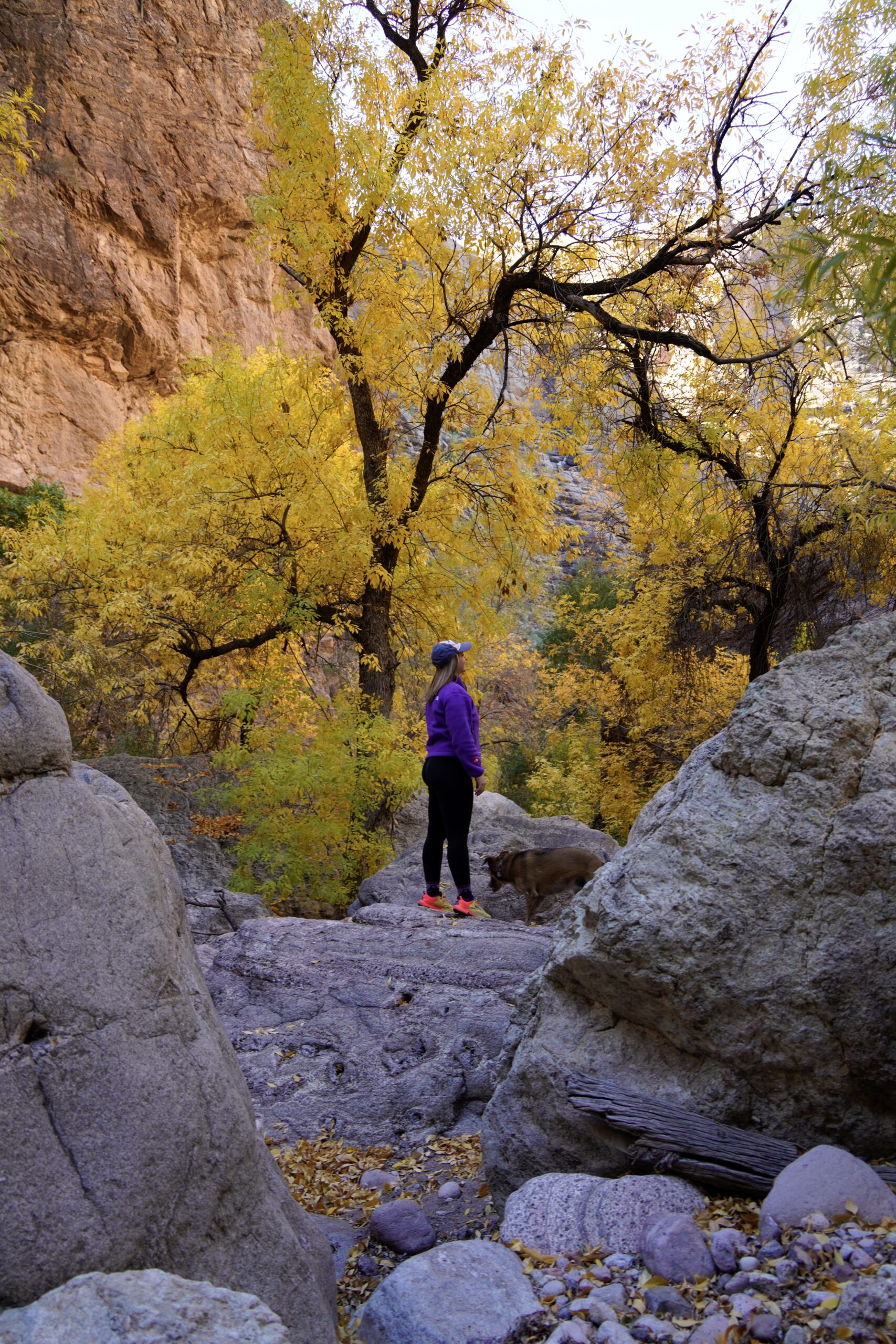 fall colors in phoenix arizona