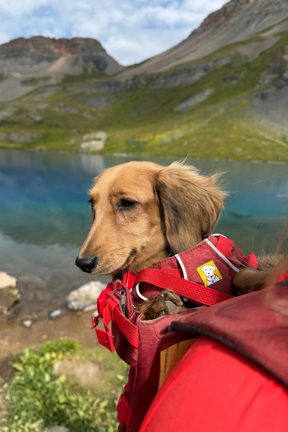 dog in a ruffwear hitch hiker backpack