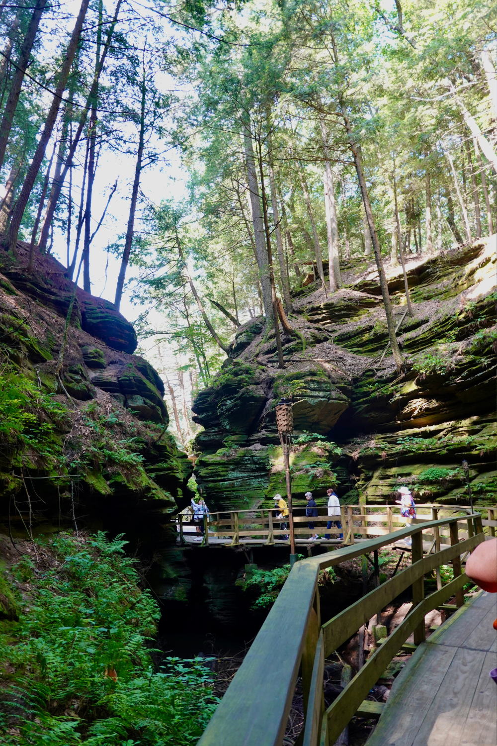 photo of boardwalk in the mossy forest