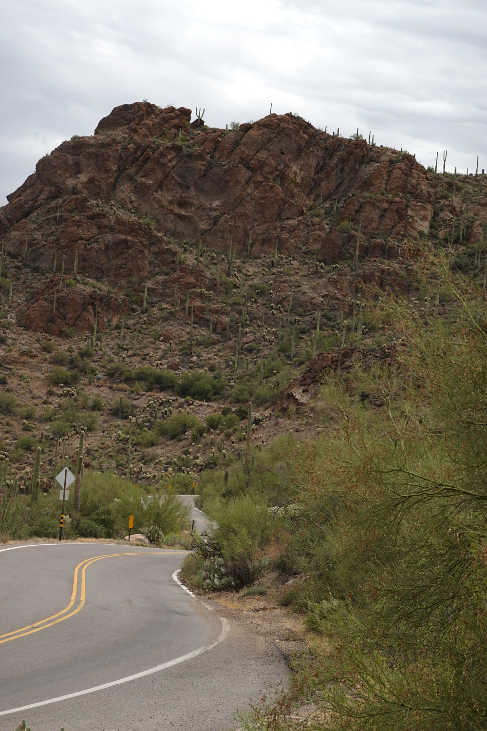 photo of saguaro national park in tucson
