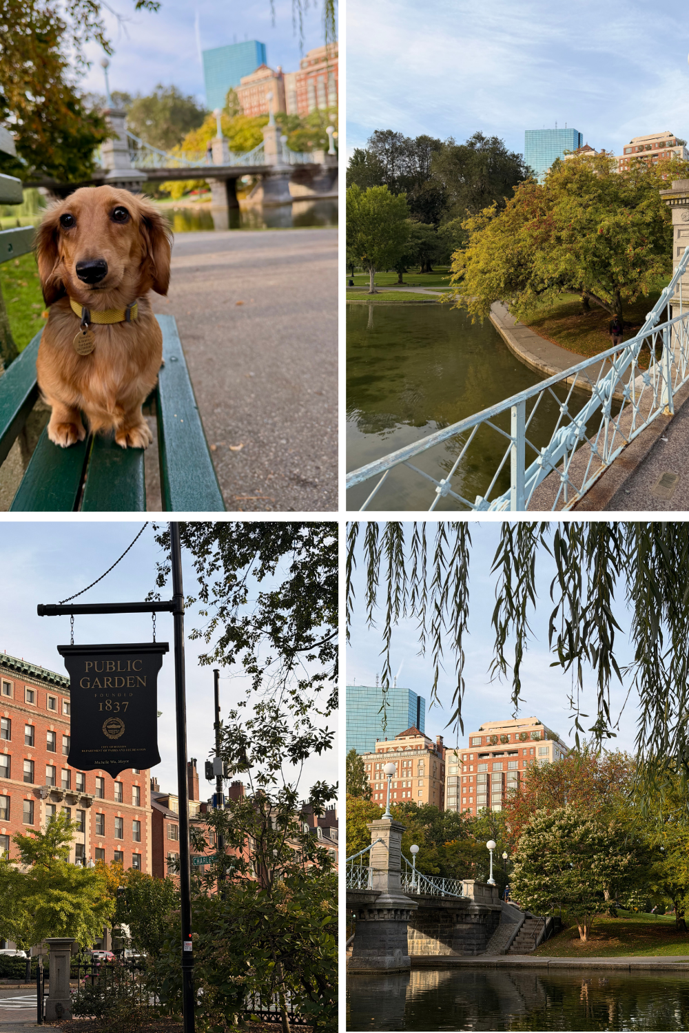 photos of the boston public garden