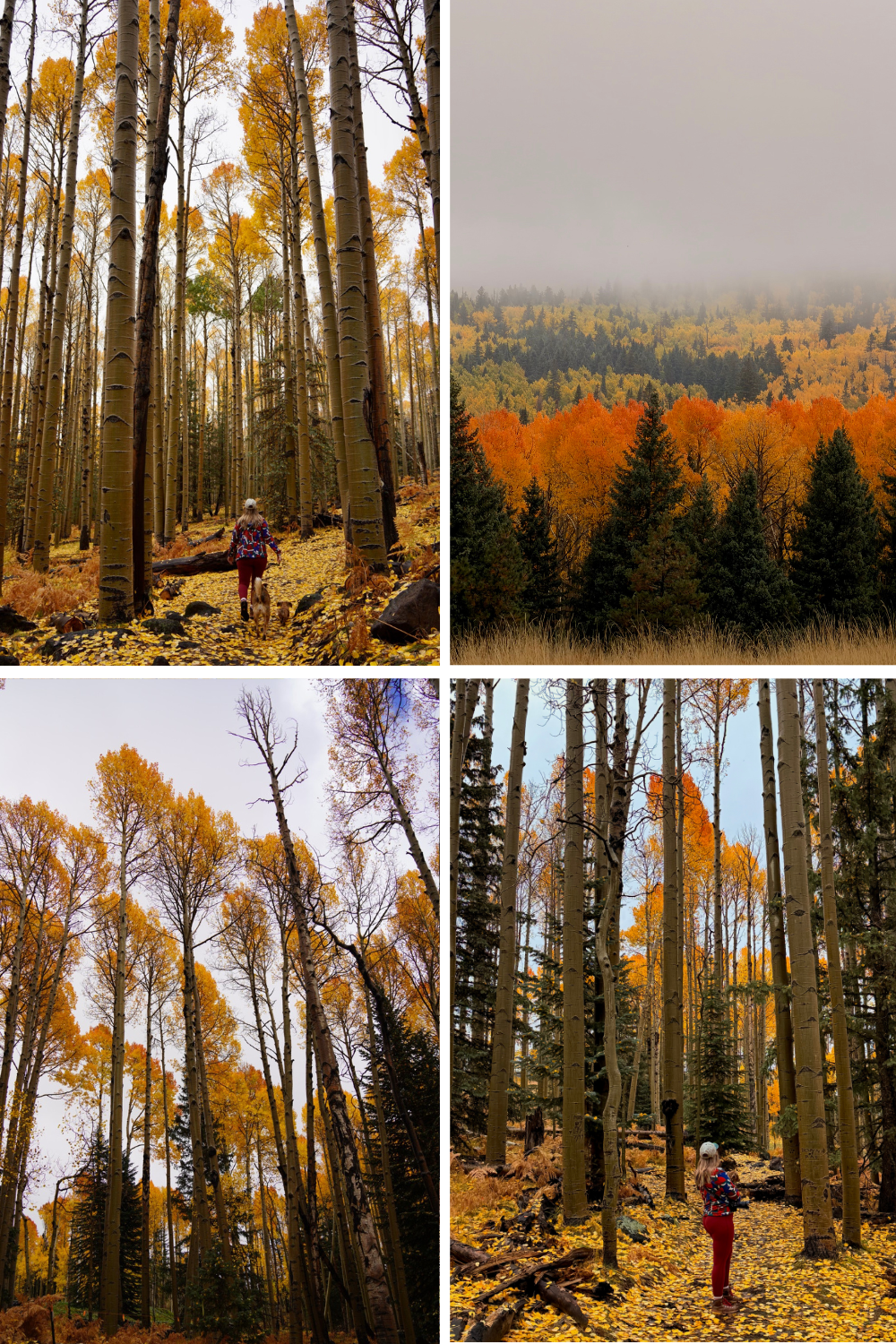 photos of aspen nature loop in flagstaff