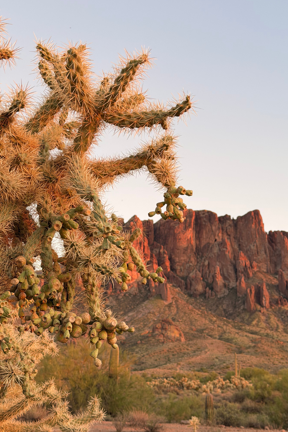 photo of a mountain at sunset with cholla cactus in front of it