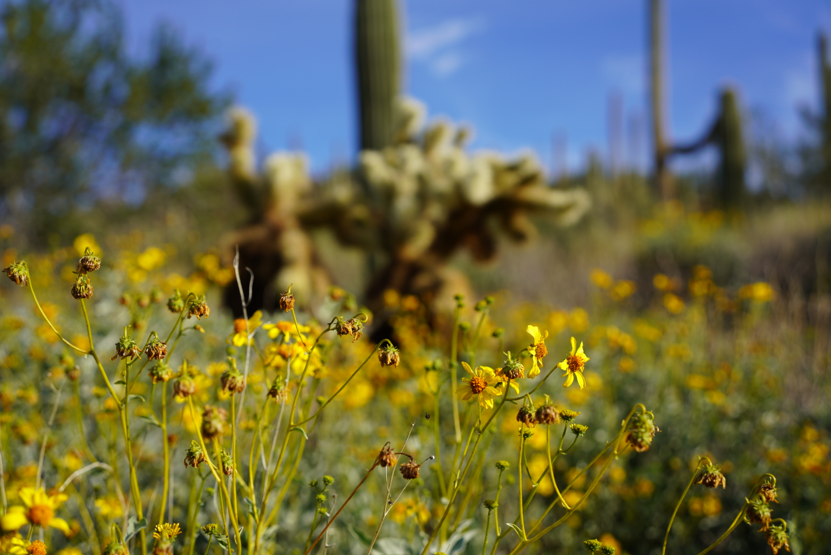 brittlebush and cholla in arizona