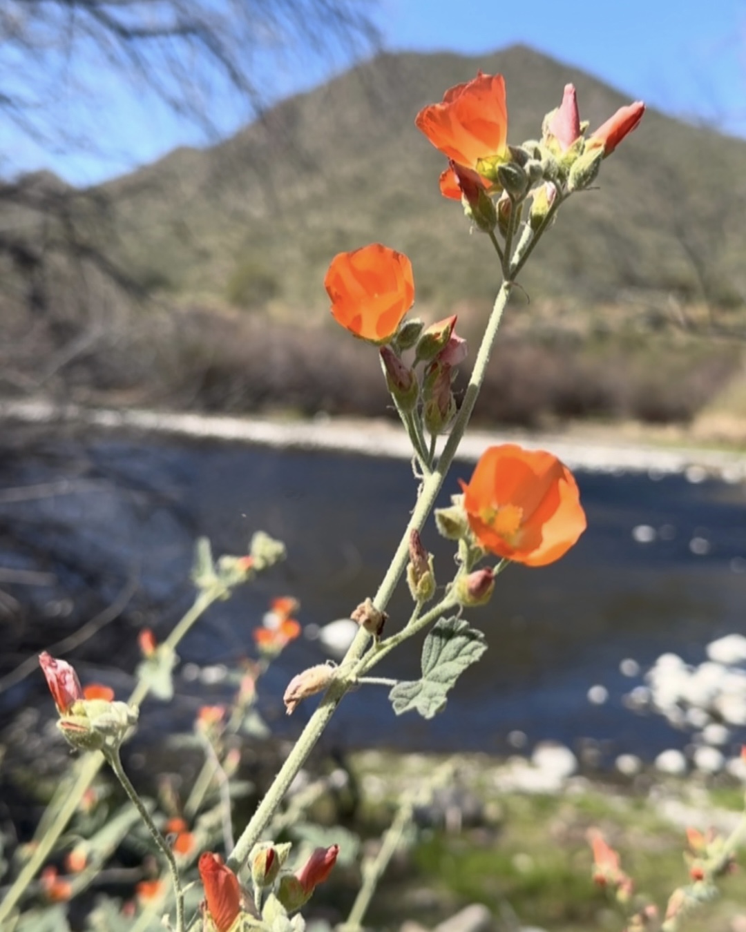 photo of a globemallow near the salt river