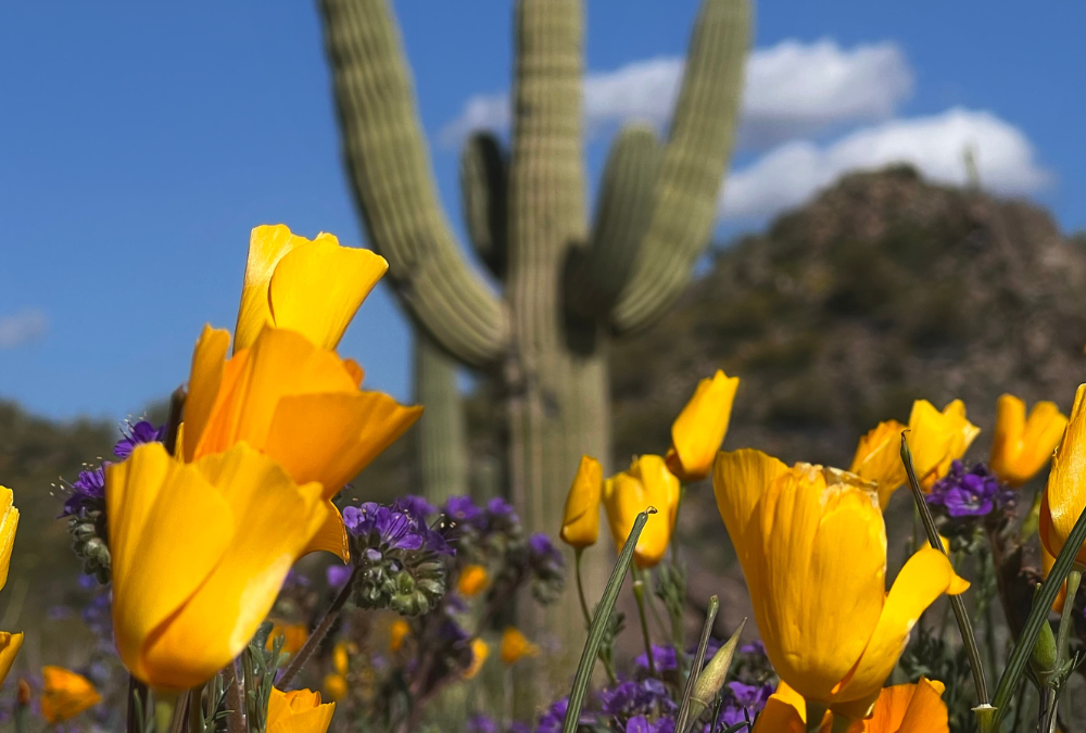 Wildflowers in Arizona: The Most Common Desert Blooms
