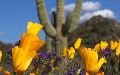 Wildflowers in Arizona: The Most Common Desert Blooms
