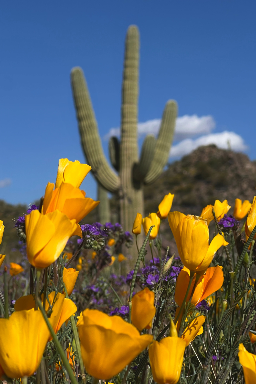 Wildflowers in Arizona: The Most Common Desert Blooms