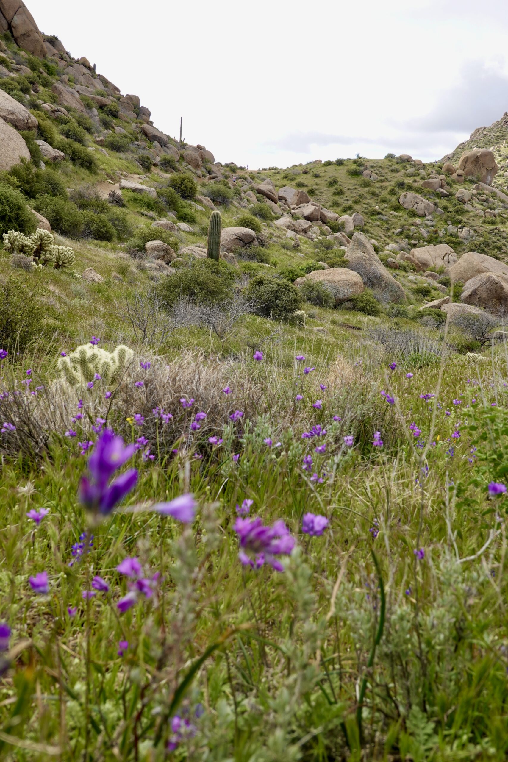 photos of blue dicks surrounding a green mountain landscape