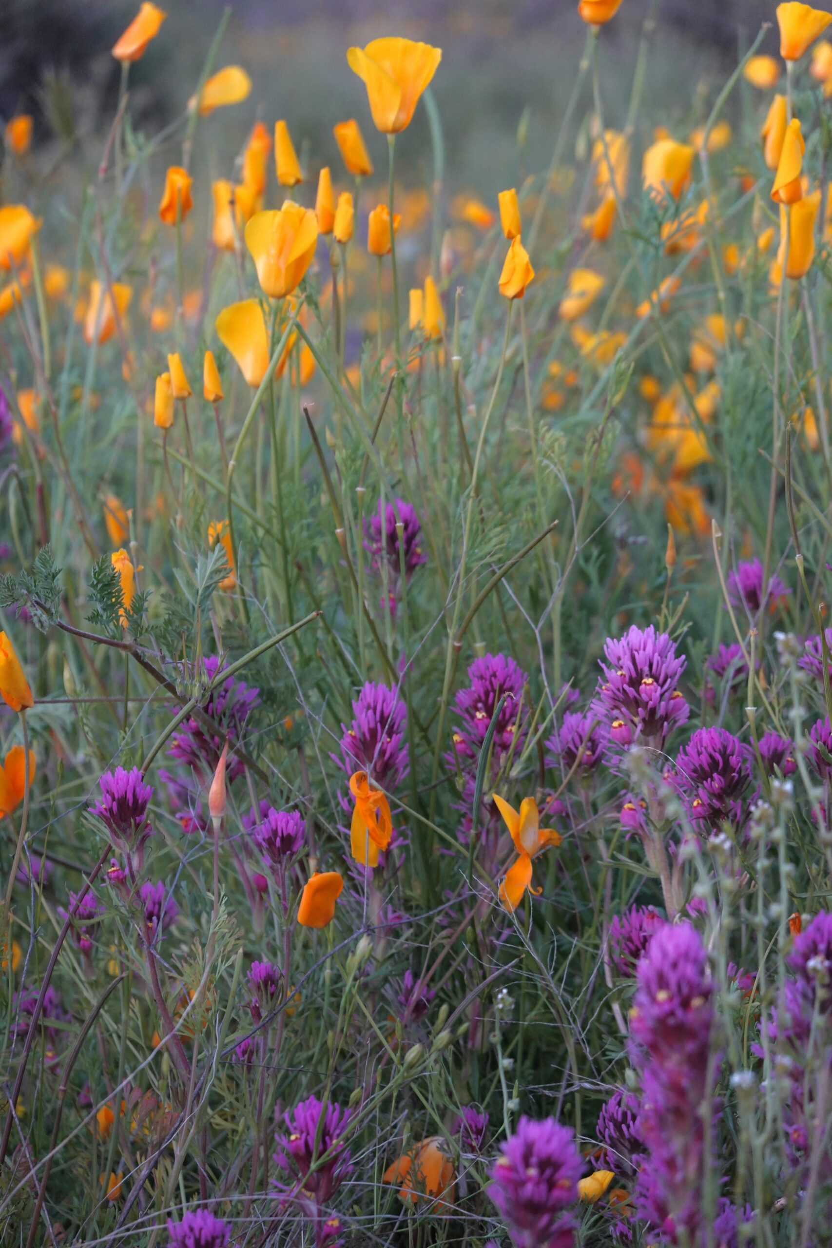 photo of wildflowers at sunset in arizona
