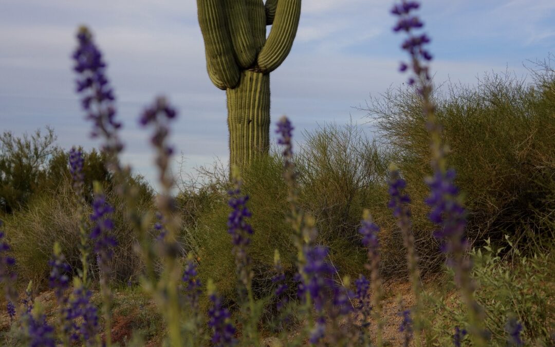 Where to Find Wildflowers Near Phoenix, Arizona