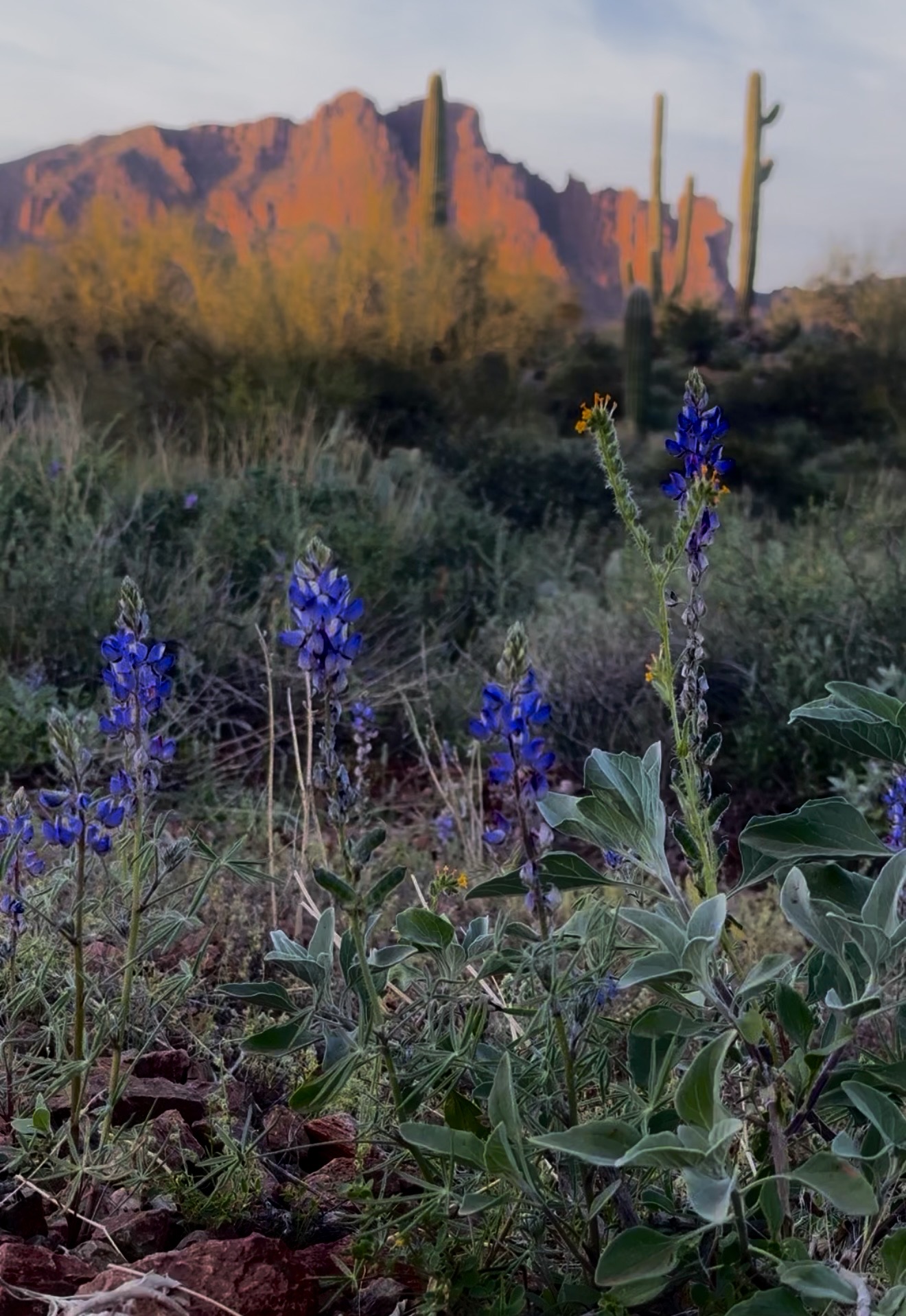 photos of lupines in front of the superstition mountains