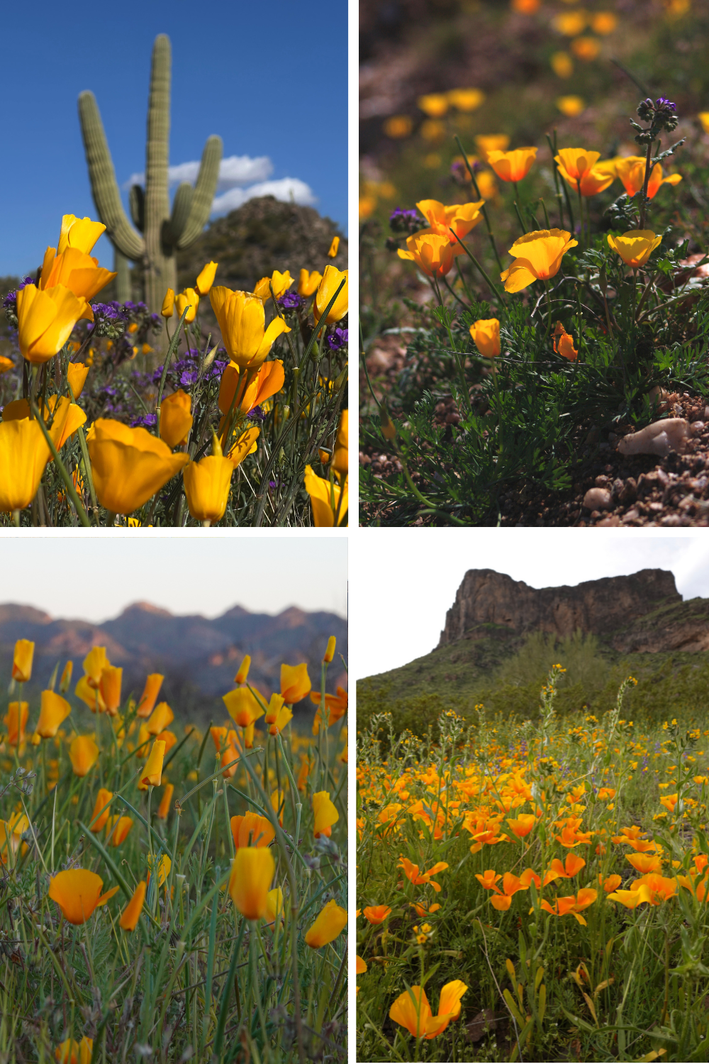 photos of wildflowers