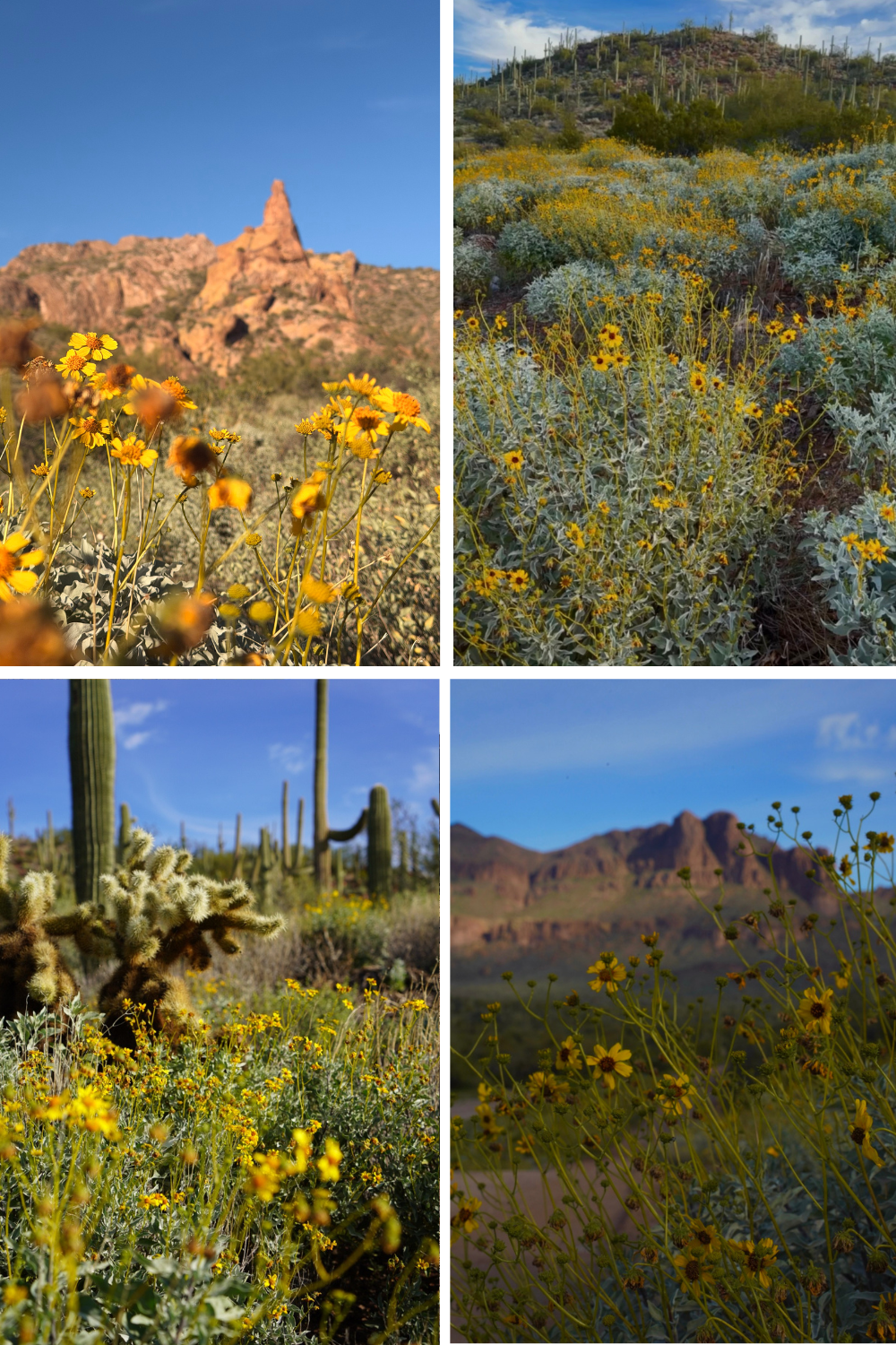 photos of brittlebush in arizona
