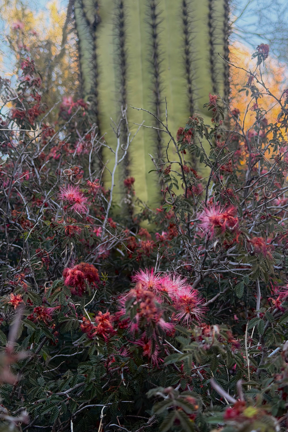 fairy duster in front of a saguaro cacti