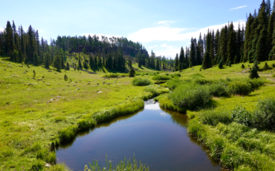 Best Camping in the White Mountains, Arizona (Campgrounds + Dispersed Spots)