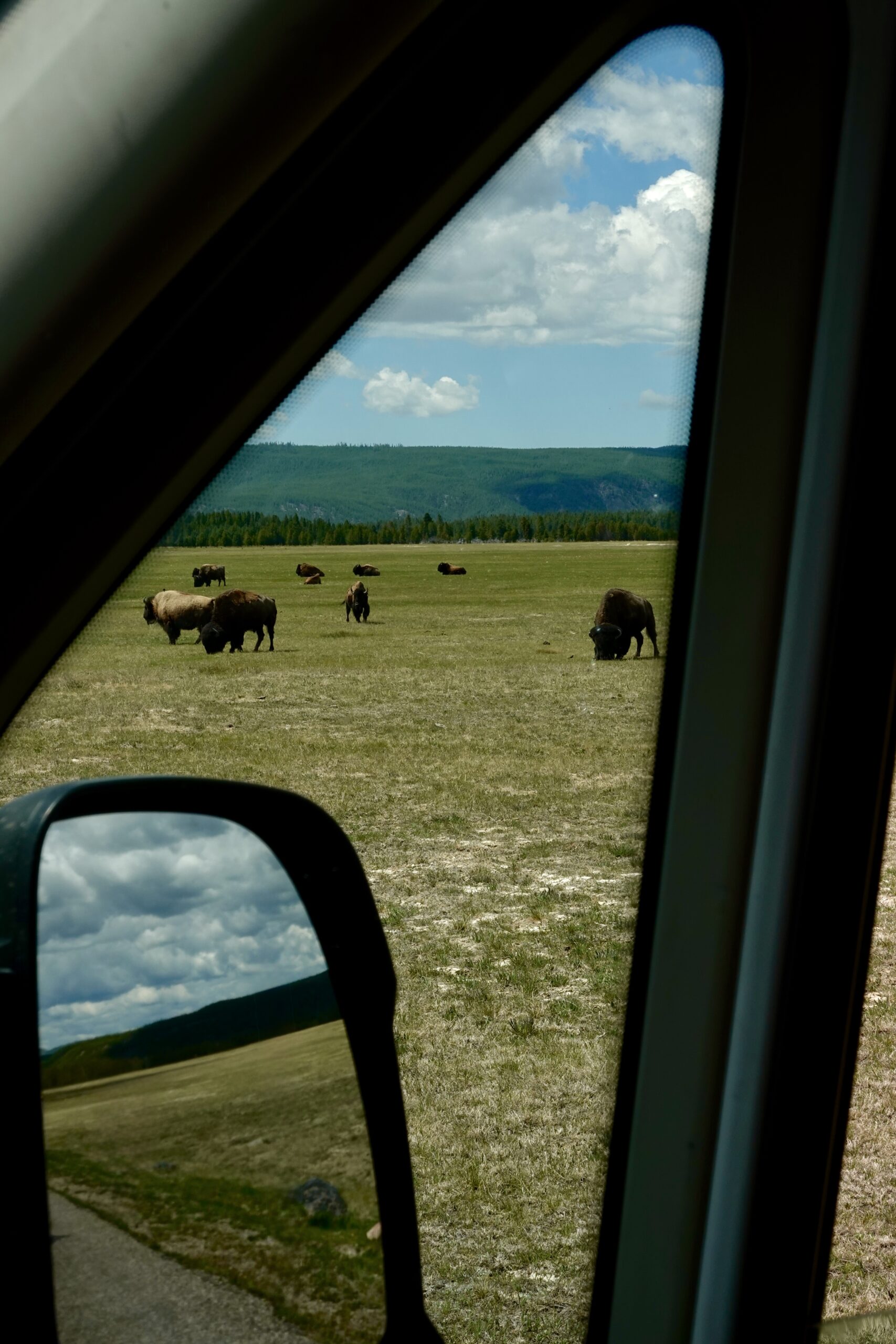 Bison grazing in a grassy meadow viewed through a car side mirror in Yellowstone National Park