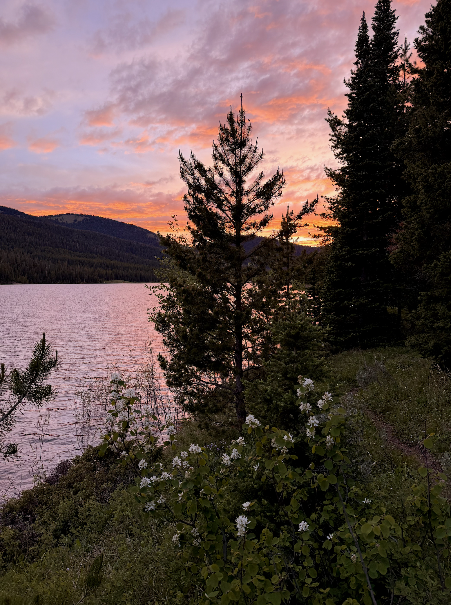 hyalite reservoir sunset along a lake with pine trees