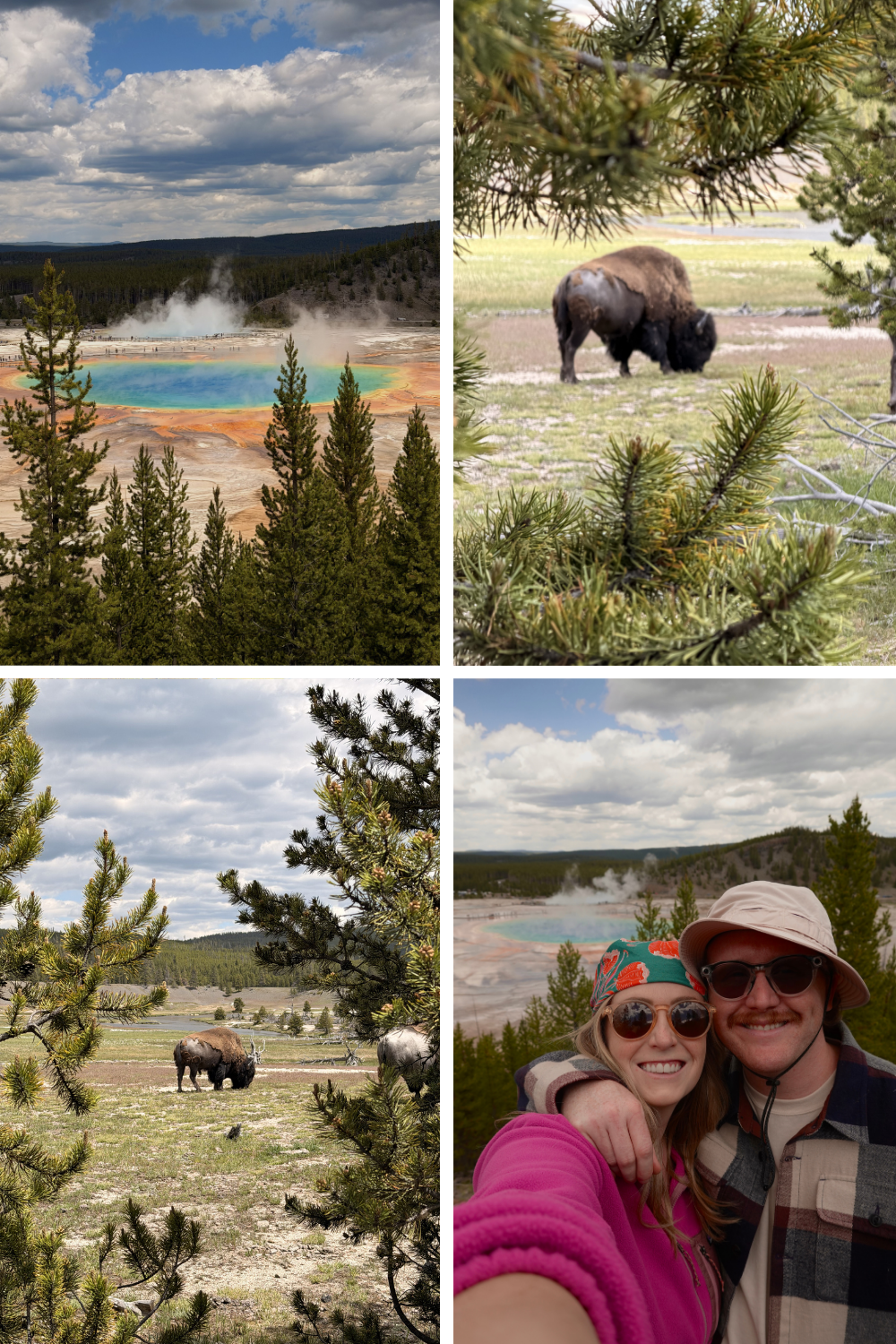 Grand Prismatic Spring from the overlook trail and bison grazing near the Midway Geyser Basin, Yellowstone National Park