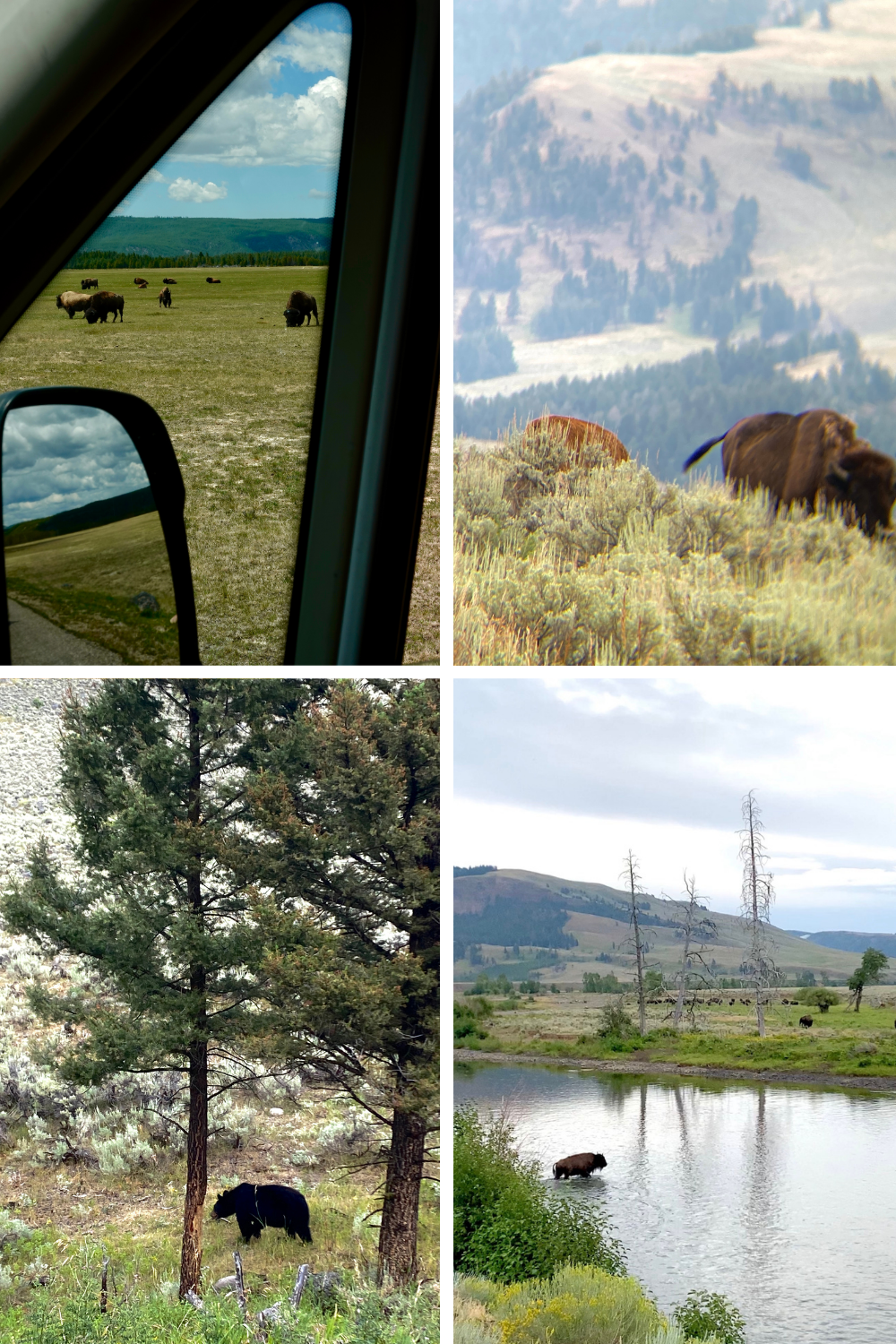 Bison herds and a black bear spotted along the road through Lamar Valley, Yellowstone National Park<br />
