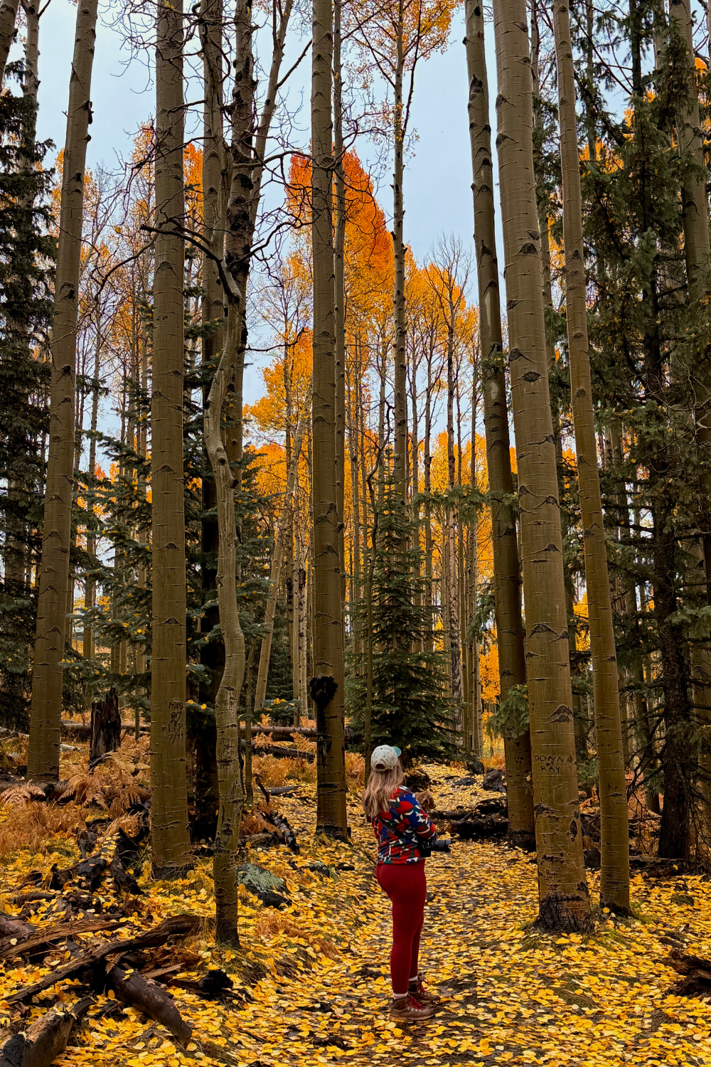 photo of a girl holding a dog admist aspens in the forest at peak fall color