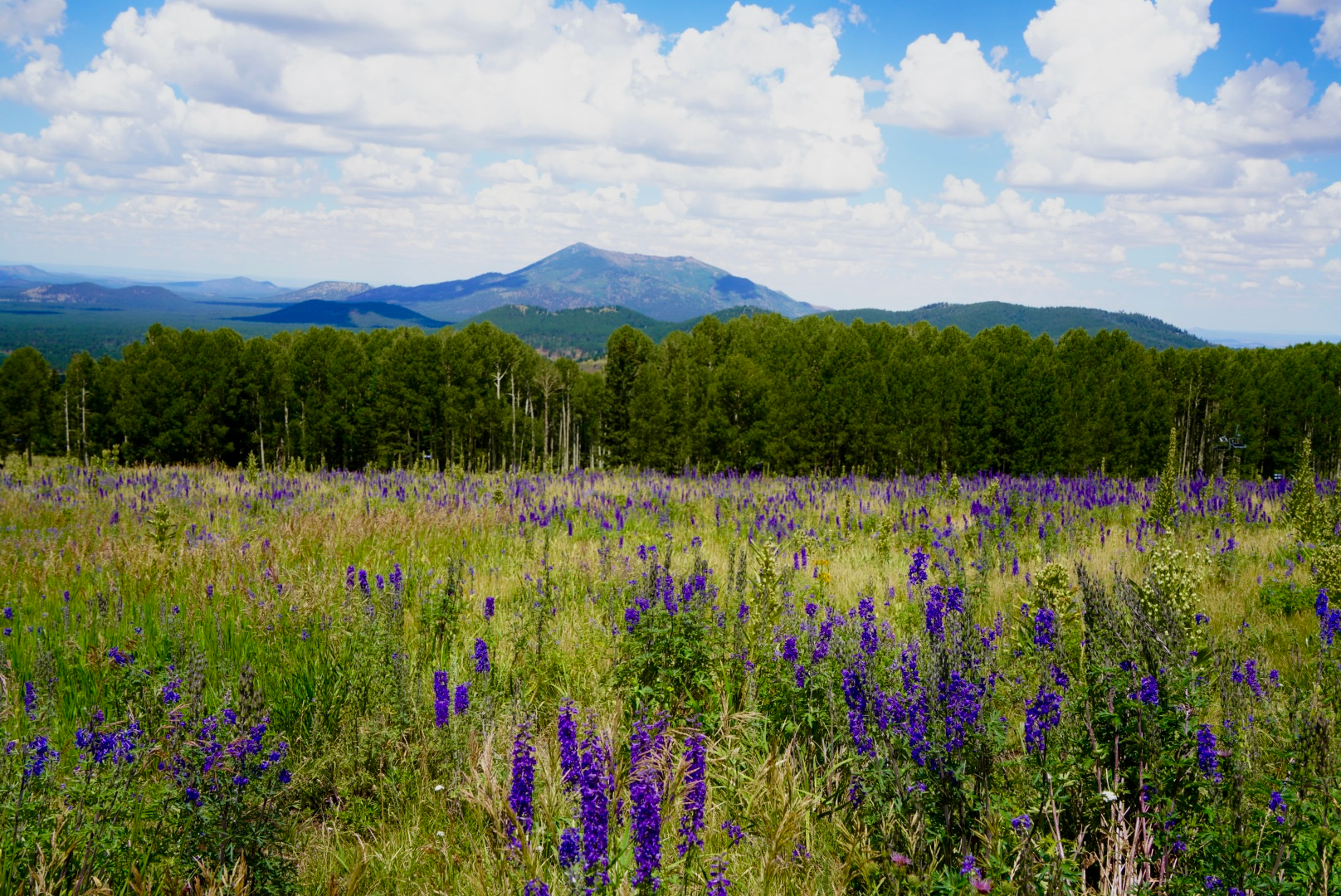 photo of purple wildflowers at arizona snowbowl