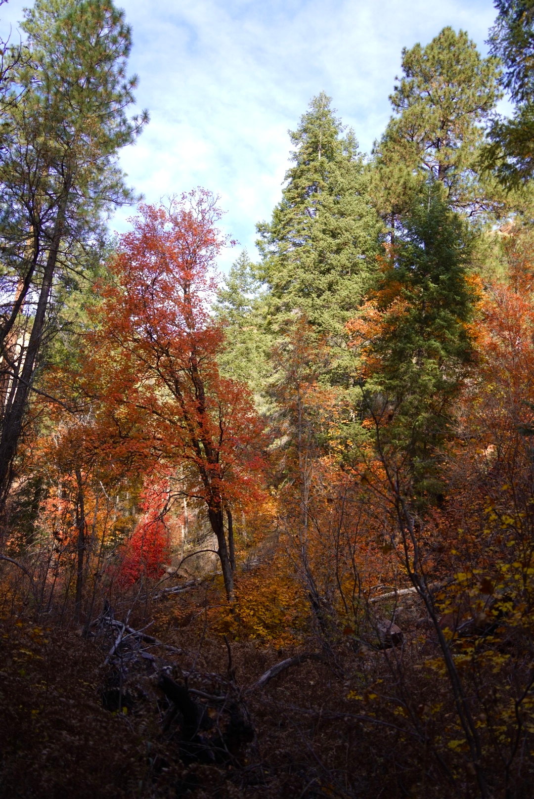 fall colors and pines in sedona